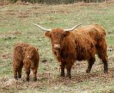 Highland Cow with calf 9Y316D-048